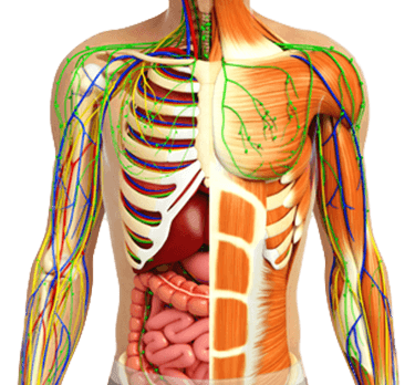 Anatomie-Muskeln-Nerven-Knochen